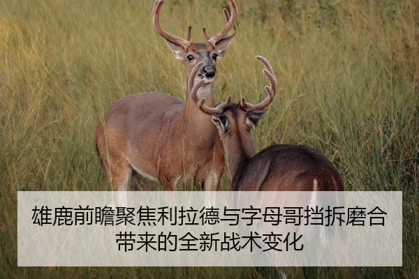 雄鹿前瞻聚焦利拉德与字母哥挡拆磨合带来的全新战术变化